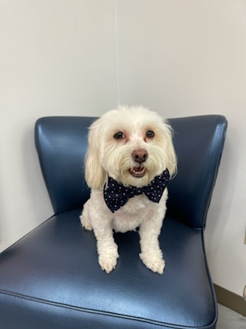 Aspirin Dot Navy Bowtie Collar