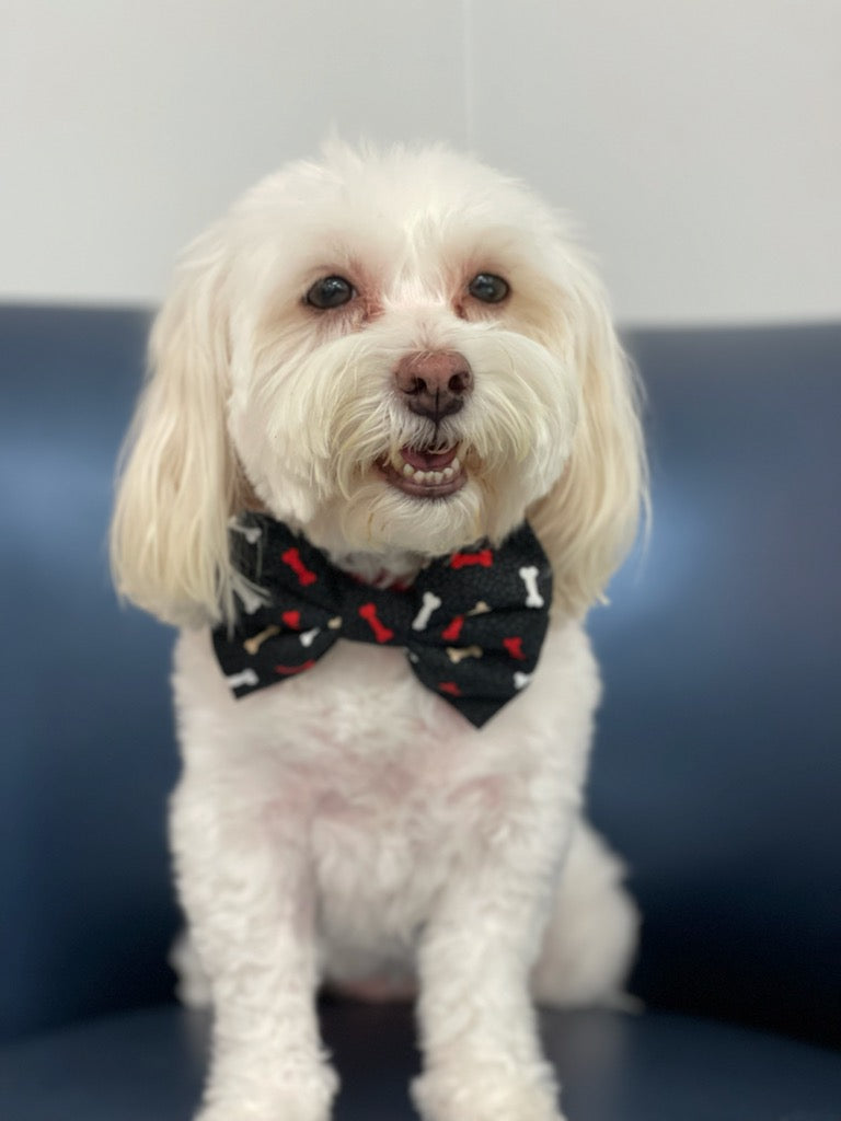 Bad to the Bone Bowtie Collar