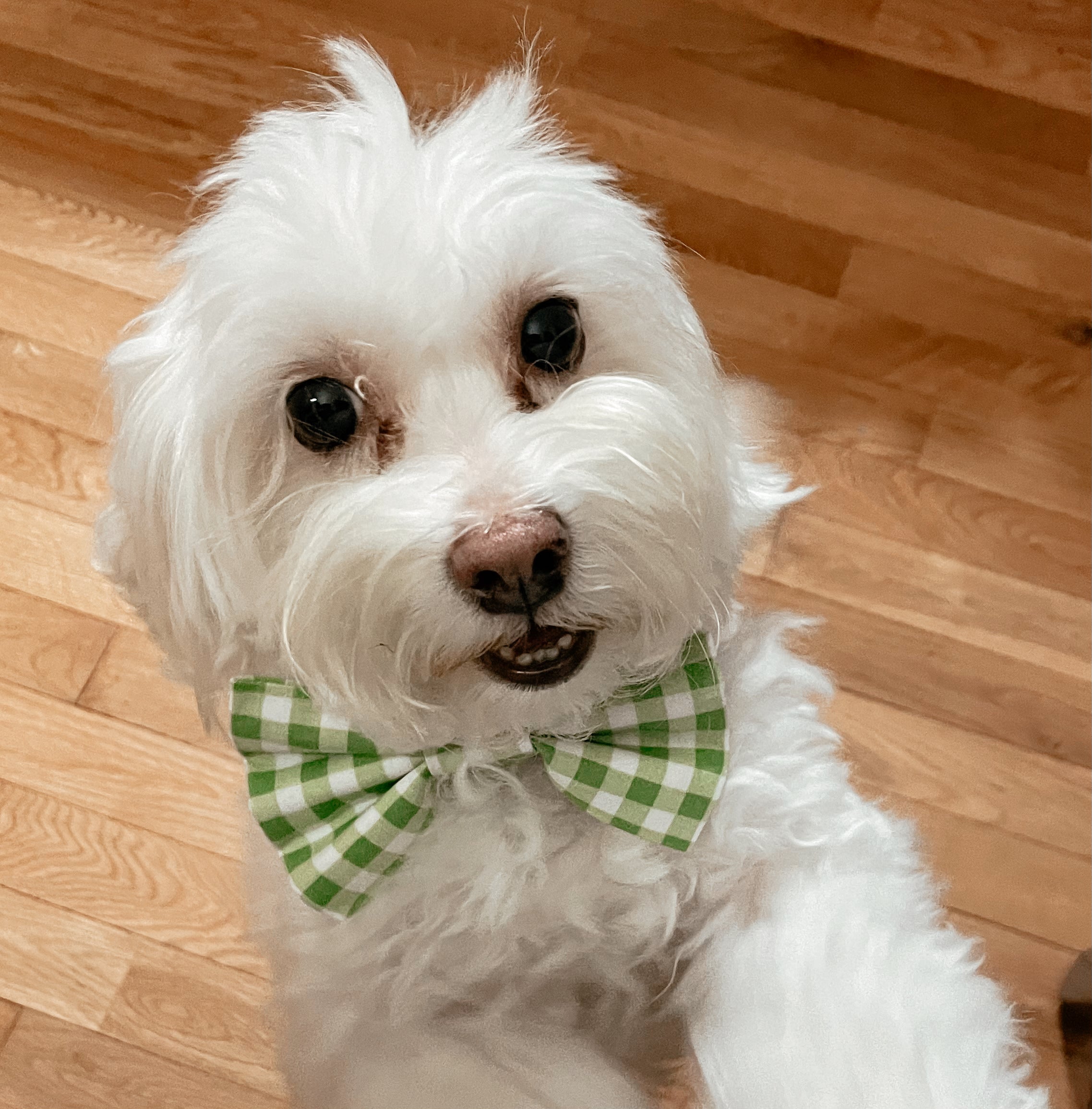 Lime Gingham Bowtie