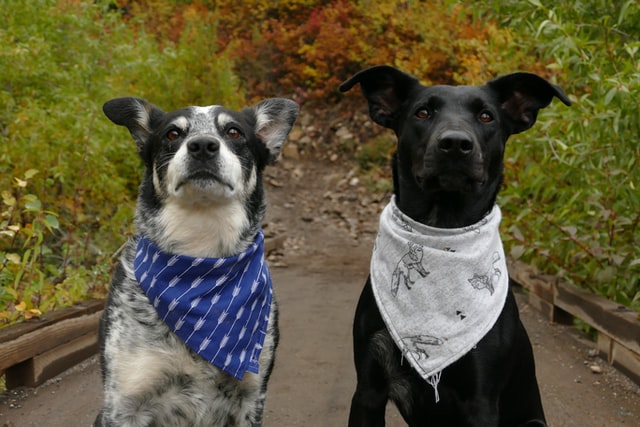 Getting the Right Sizing When It Comes To Dog Bandanas