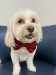 Paws on Red Bowtie Collar