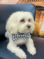 Navy Gingham Bowtie