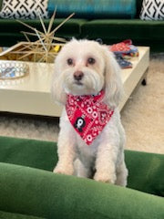 Paisley Pup Slip Over Collar Bandana