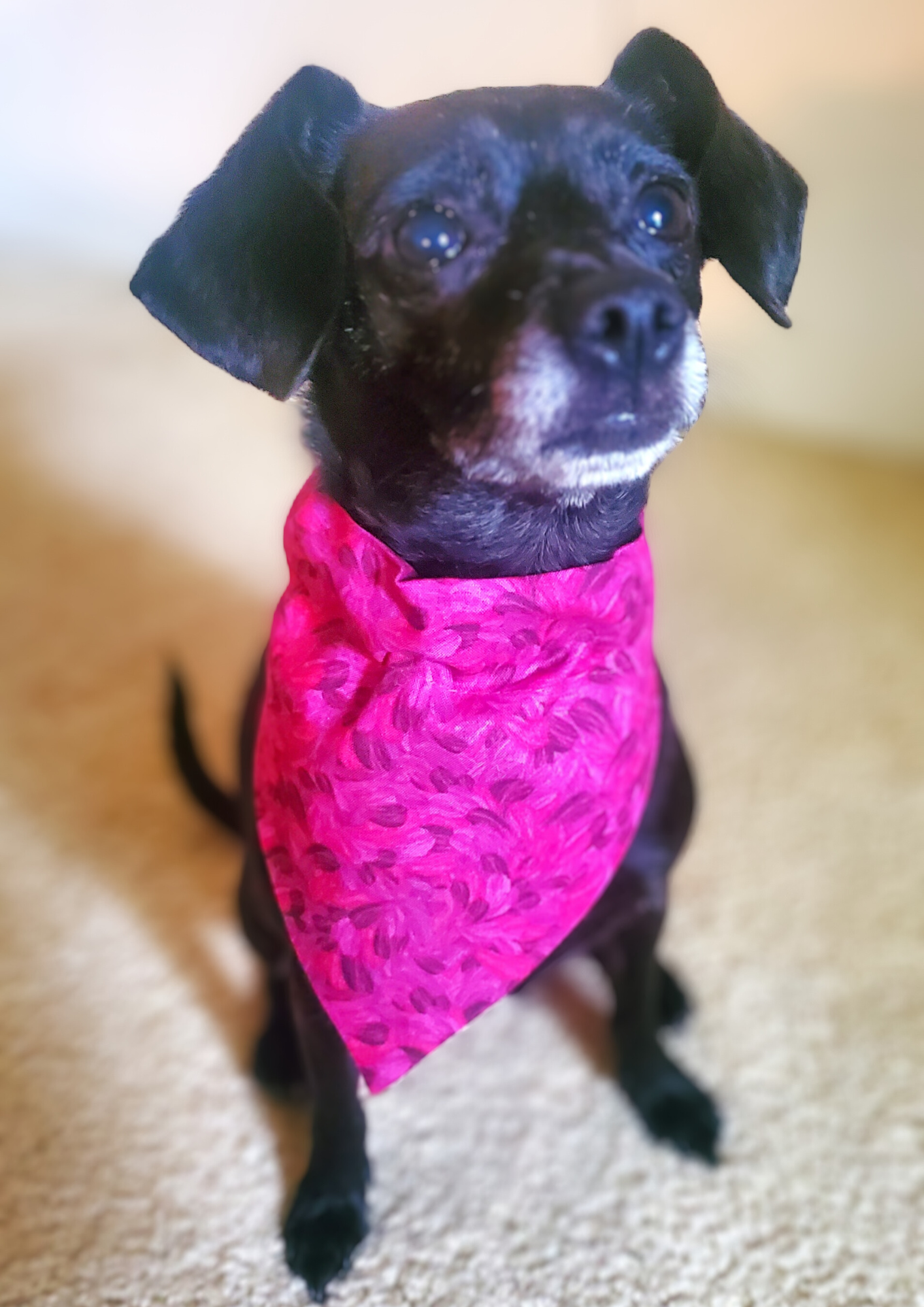 Flamingo Feathers Slip Over Collar Bandana