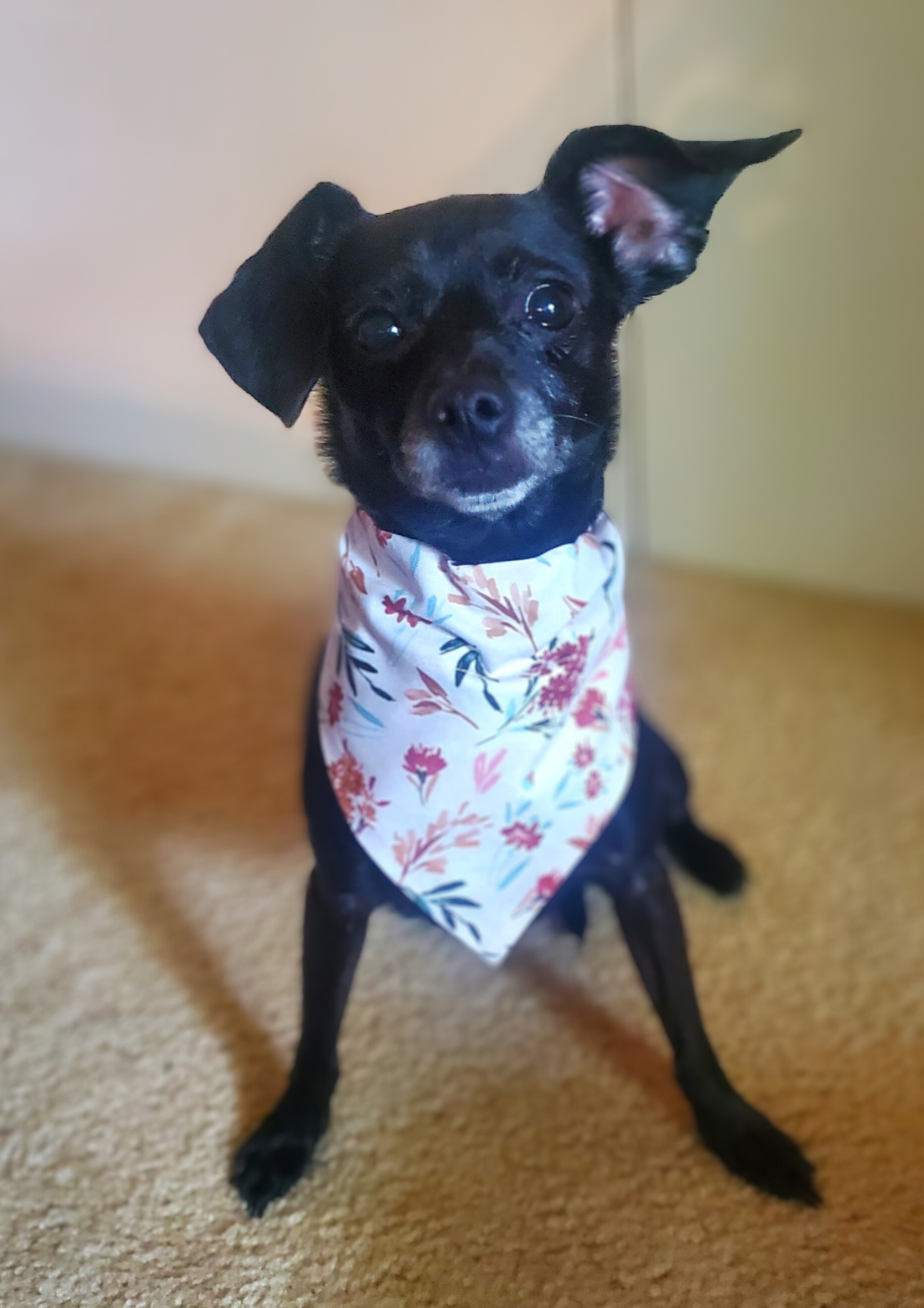 Wildflowers Slip Over Collar Bandana