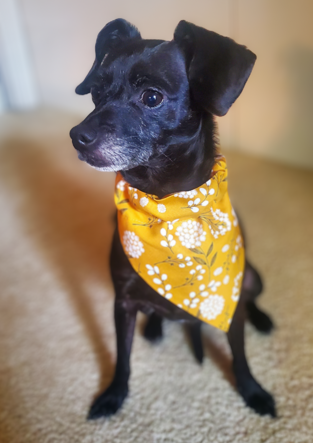 Yellow Dandelions Slip Over Collar Bandana