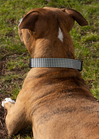 Navy Gingham Collar