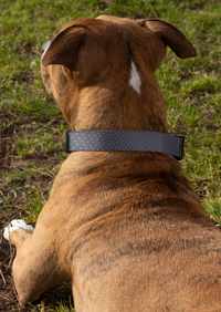 Aspirin Dot Navy Collar