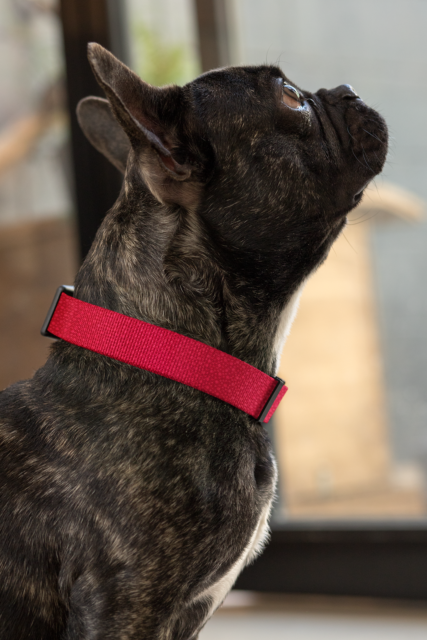 Red Hot Dots Collar