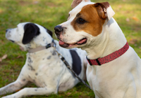 Paws on Red Collar