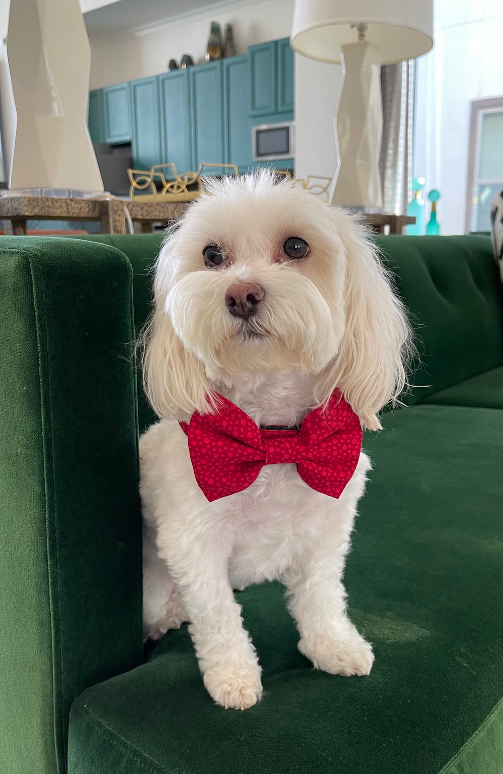 Red Hot Dots Bowtie  Collar