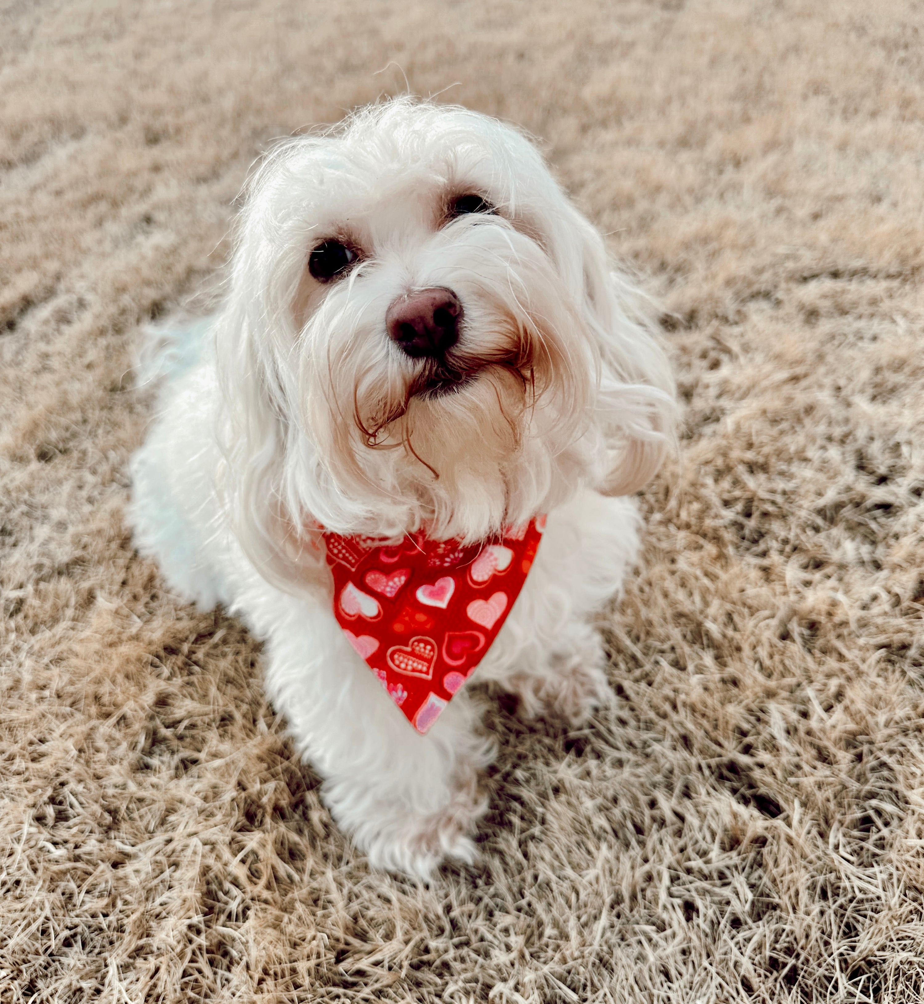 Glitzy Hearts Slip Over Collar Bandana