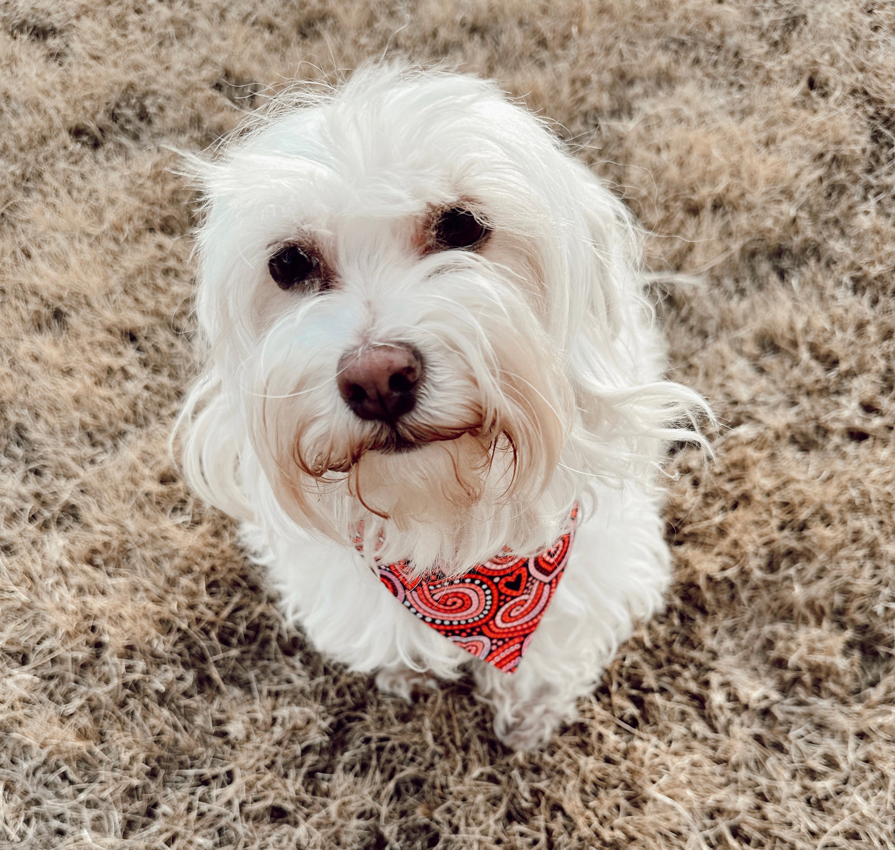 Swirl of Hearts Slip Over Collar Bandana