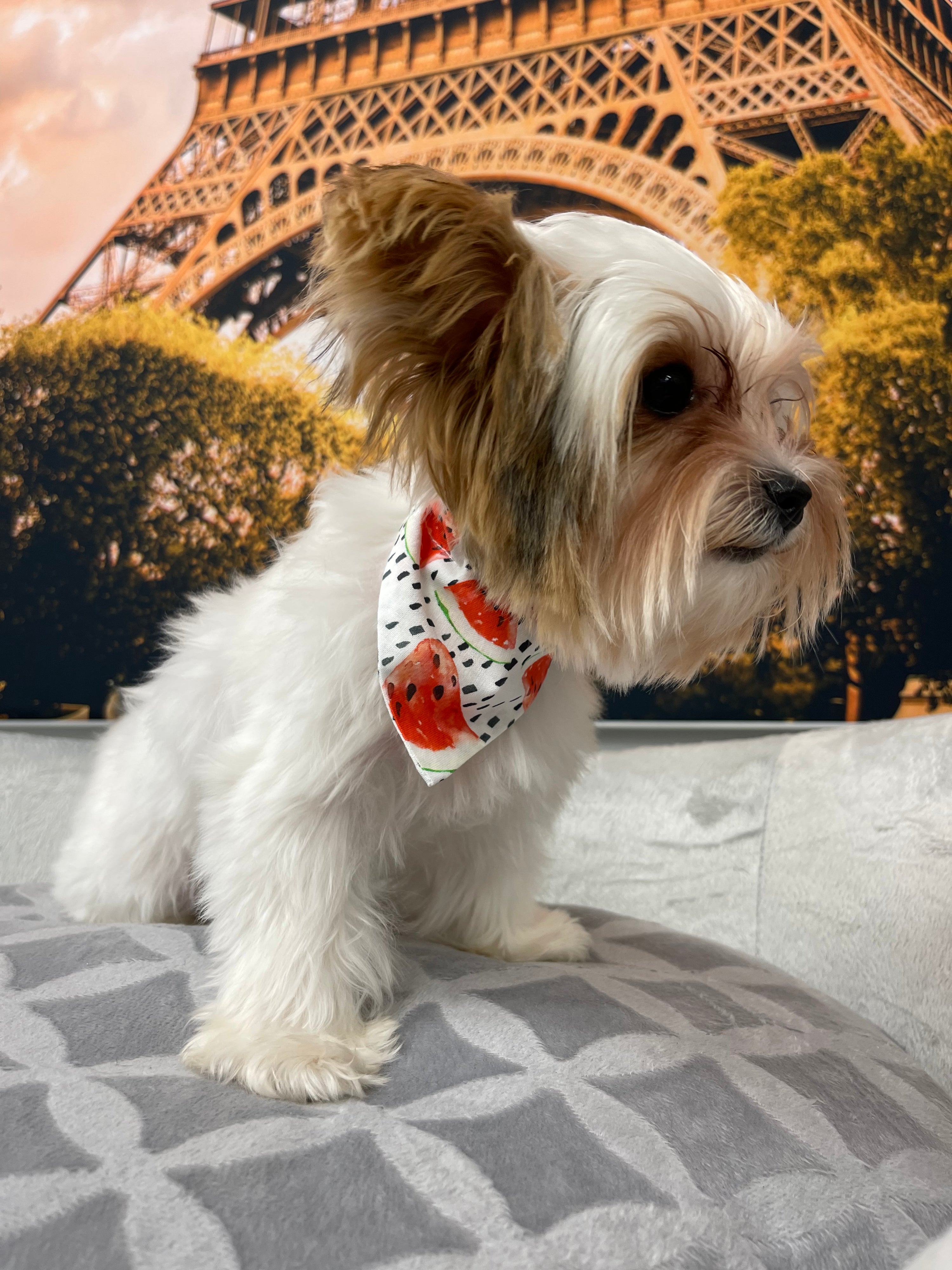 Watermelon Breeze Slip Over Collar Bandana