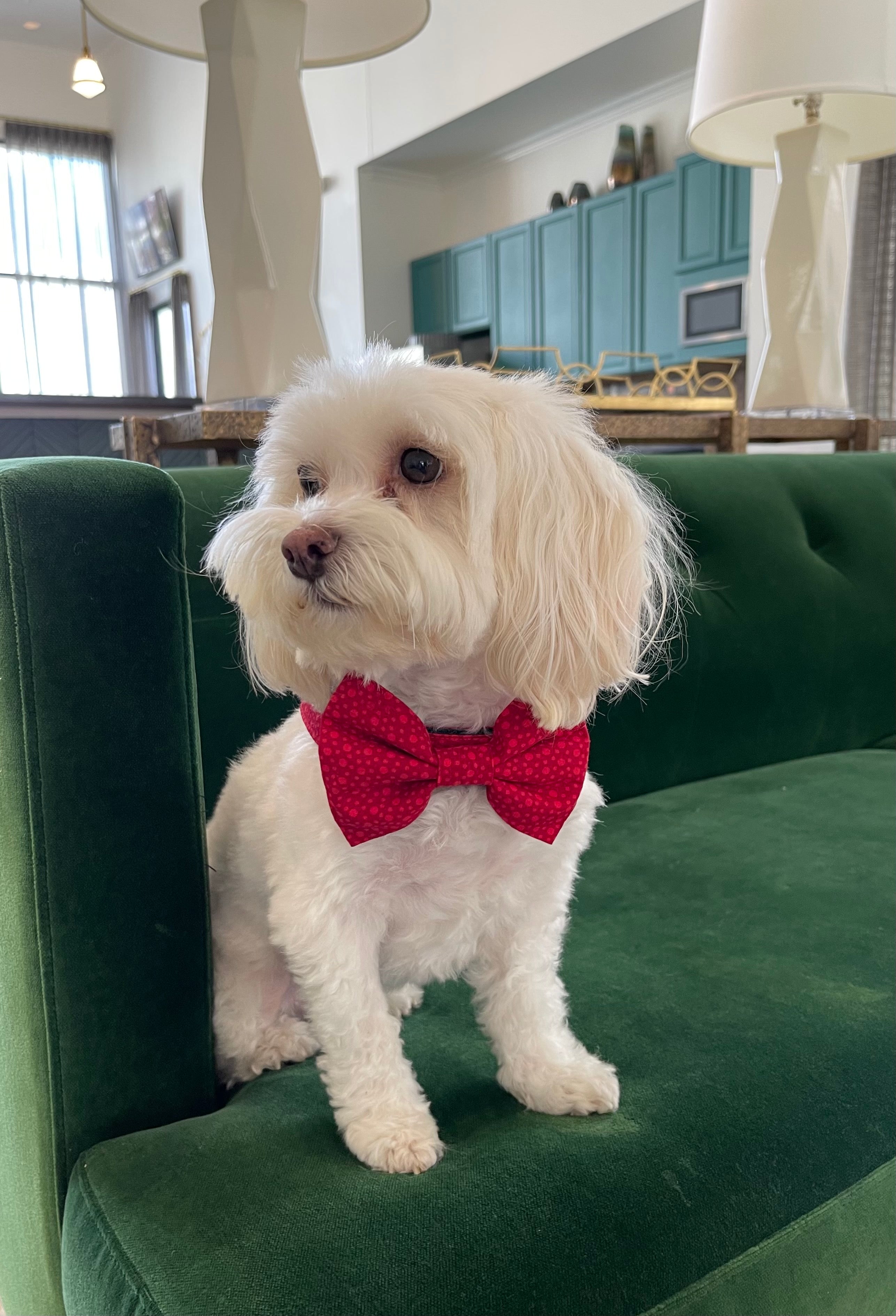 Red Hot Dots Bowtie