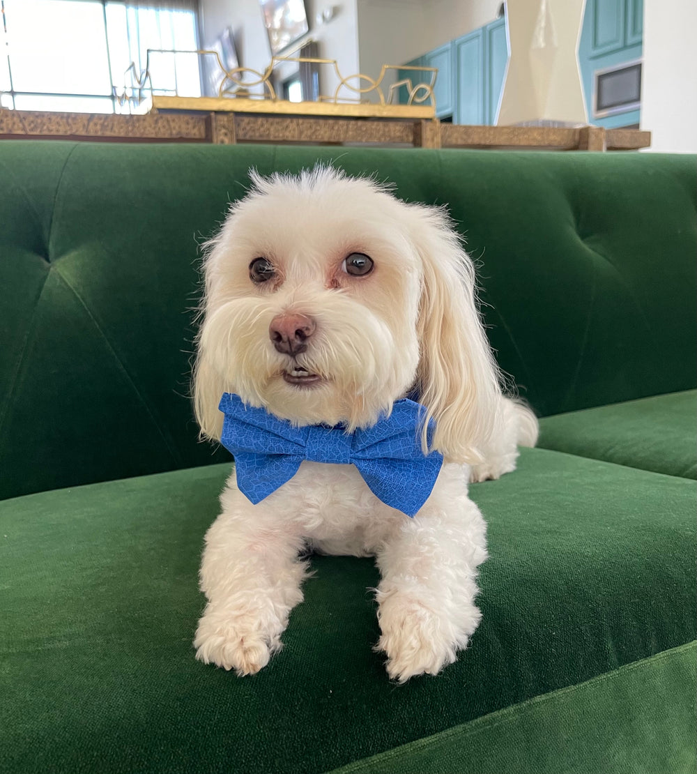 French Blue Bowtie