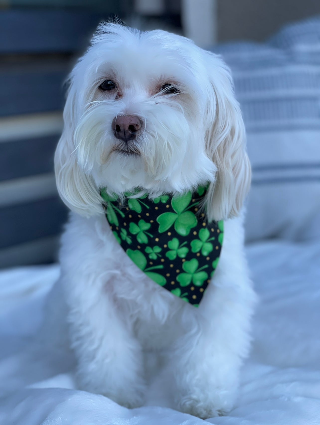 Clubs of Luck Slip Over Collar Bandana