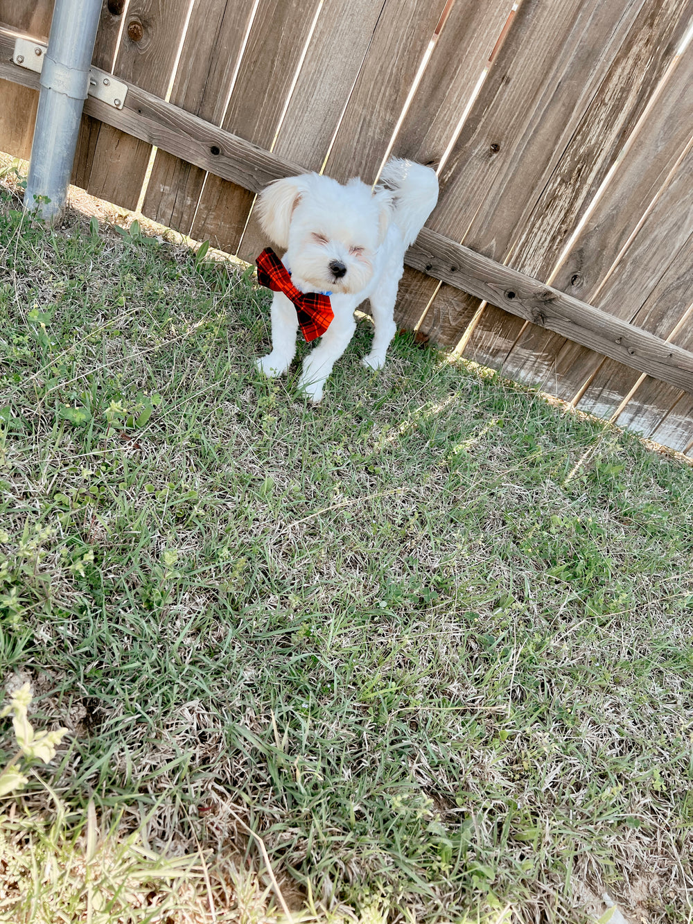 Buffalo Red Check Bowtie Collar