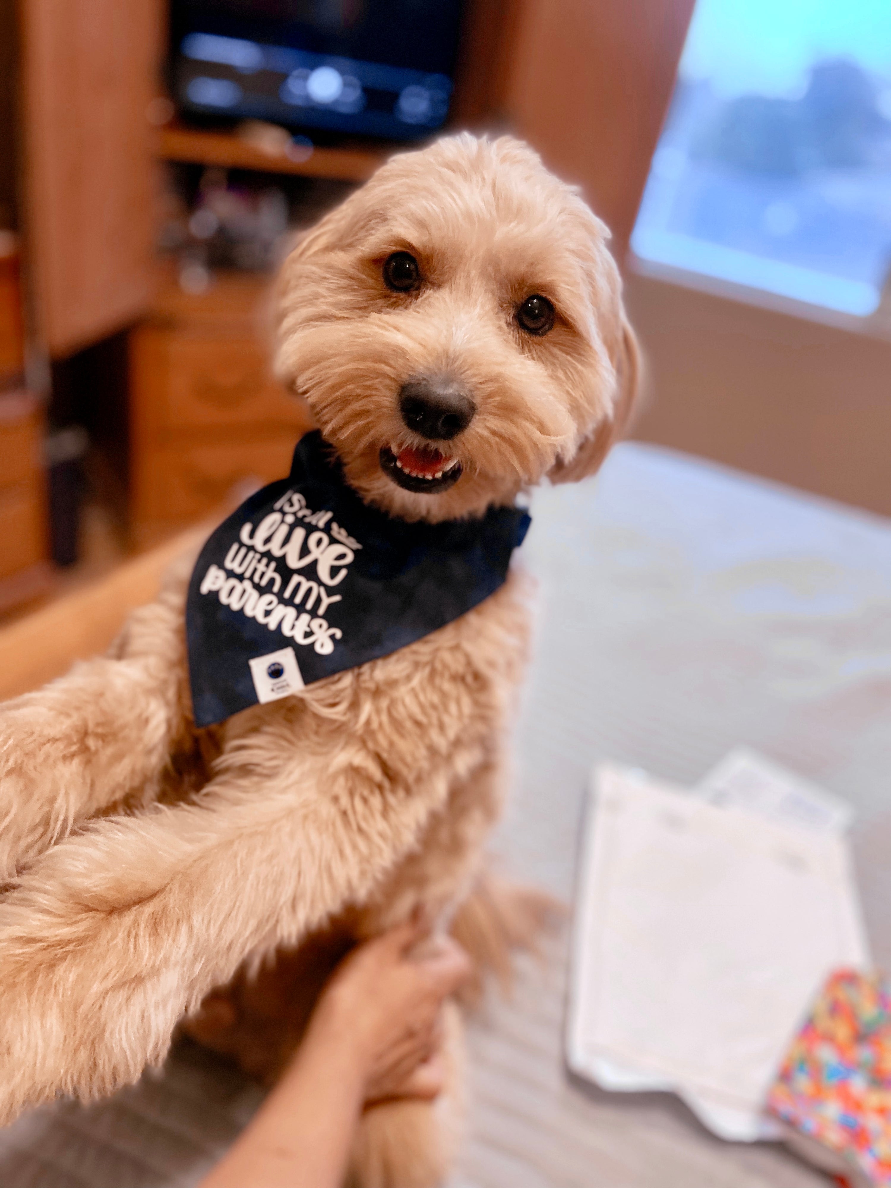 Smoky Blue- Still Live With My Parents Slip Over Collar Bandana